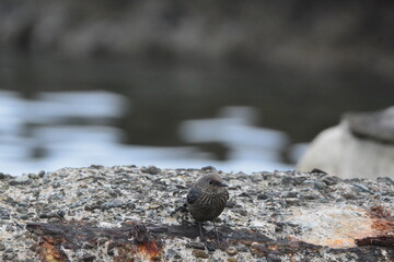 海辺のイソヒヨドリのメス