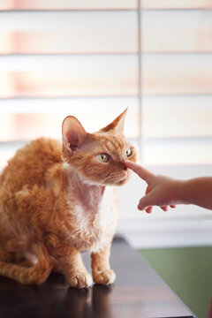 Cropped image of girl's hand touching cat