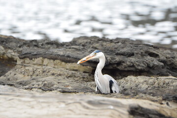海辺のアオサギ