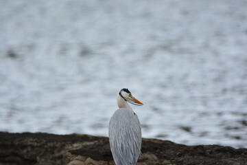 海辺のアオサギ