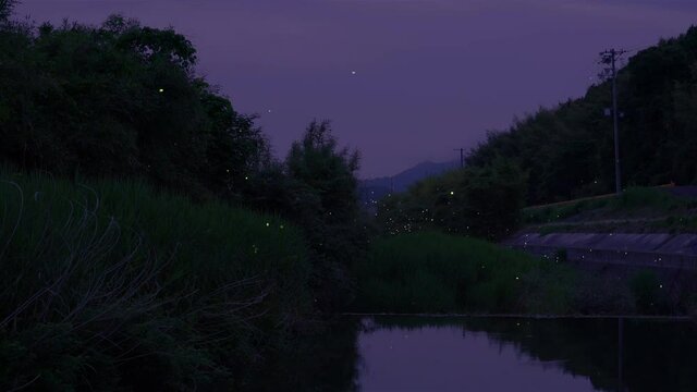 蛍の乱舞を高感度ビデオ撮影