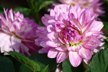 Summer sunny day after a rain. A smart damp flower a dahlia with motley petals in purple tones.