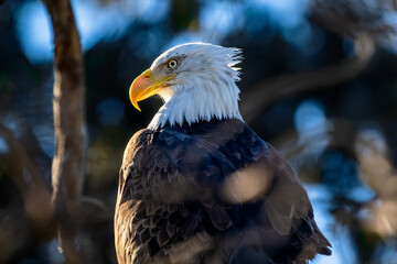 An American Bald Eagle