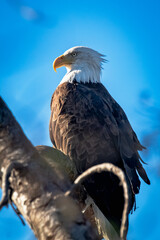 An American Bald Eagle