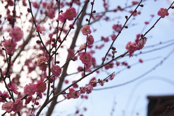 梅