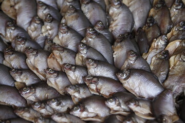 fish in the fish market 
