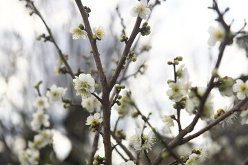 梅の花
