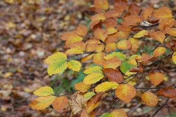 Autumn leaves in the forest.