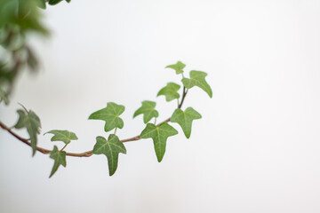 Ivy branch reaching up