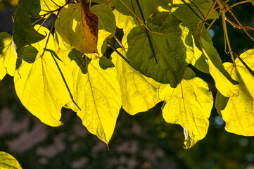 yellow  leaves