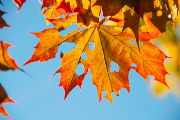 maple leaves in colors
