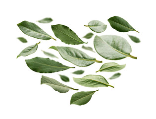 Green Bay leaves in the shape of a heart on a white background