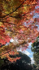autumn leaves background
