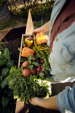 Overhead view of woman carrying freshly harvested vegetables in crate at organic farm