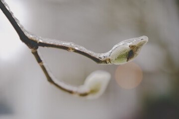 Winter Ice on a Young Bud of a new Tree Branch