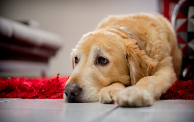 Un hermoso perro Labrador Terrier se encuentra triste y tirado en la alfombra roja de una...