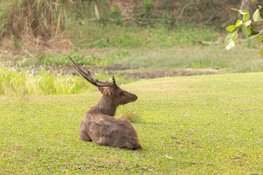 brown long-horned male deer lying on the green grass, looking at the camera, with sand on his head. Forest background