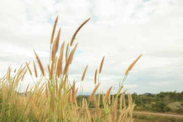Light red close-up grass flower in the middle of the meadow with a sky background and white clouds.