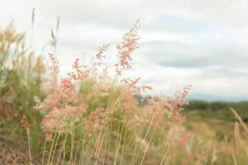 Light red close-up grass flower in the middle of the meadow with a sky background and white clouds.