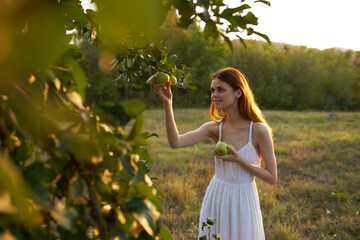 Obraz premium a traveler in a white dress picks apples in the trees in the meadow