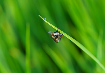 House flies mating in the rice field