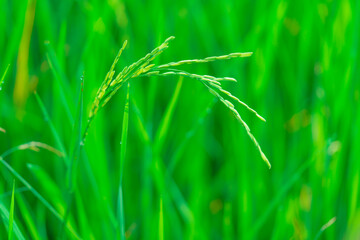 Seeing rice field in details as green background