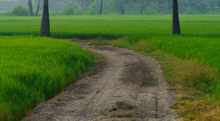 Obraz premium Path in the field