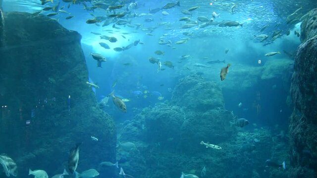 水族館　水槽　アクアリウム　魚　イワシ
