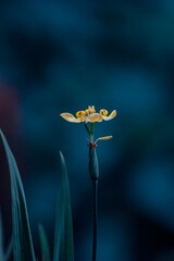 Flower 
INDONESIA // banjarnegara wanayasa