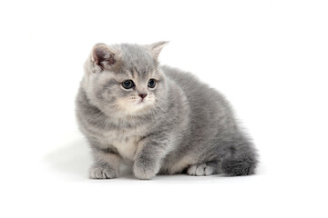 British shorthair kitten sits on a white background