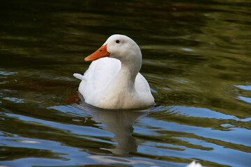 White goose swimming in the water