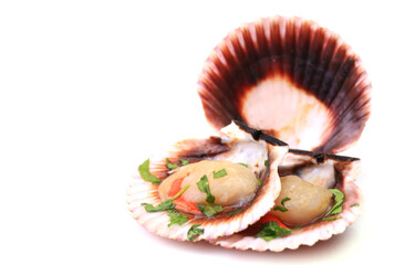Fresh shell scallop isolated on white background