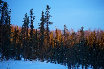 Winter forest with snow at sunrise in Fairbanks, Alaska. background - 冬の森 雪景色 フェアバンクス アラスカ