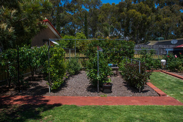 Rows of espalier fruit trees planted in a backyard orchard - 413711944