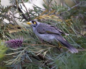 Australian Bird
