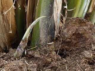 Growing baby banana plant in organic fertilizers, banana cultivation in Pakistan.