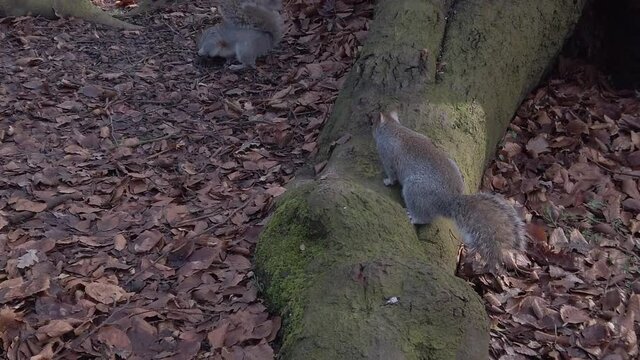 Curious woodland squirrels chase playing foraging and eating nuts in Autumn forest park slow motion
