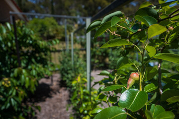 Espalier pear tree close up of unripe fruit in backyard - 413712553