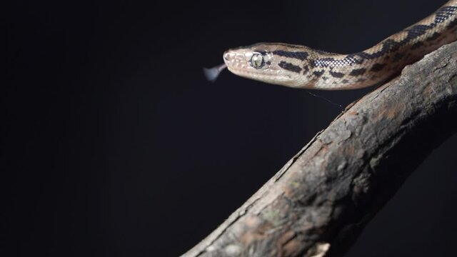 A rattle snake slides its tongue back into mouth