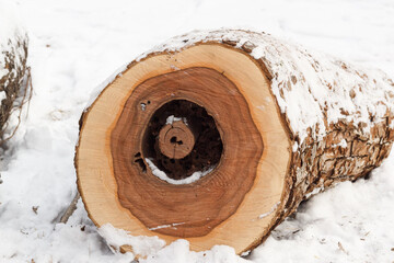 Wood in the snow in the park in winter