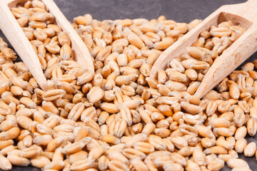 Rye or wheat grains and wooden scoop, concept ot rural and agriculture