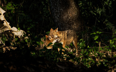 Indian Jackal in Bush Arambagh West Bengal India