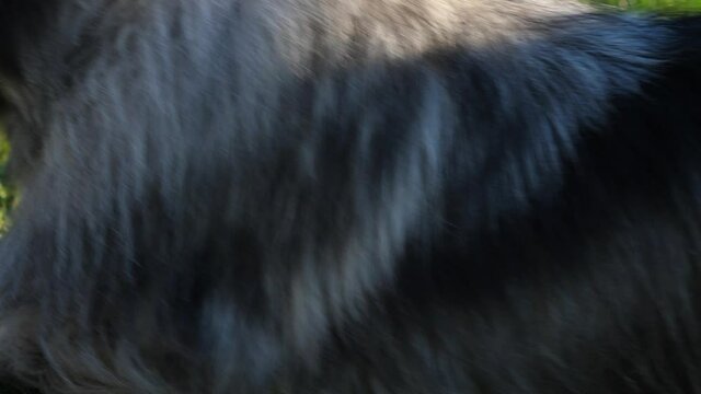 camera moves arround the beautiful keeshond dog while the dog lies on a green meadow while the sun is shining. Suddenly the dutch barge dog runs away.