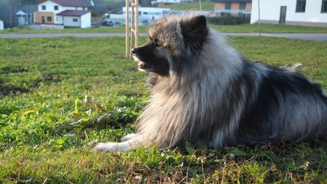 a beautiful keeshond dog lies on the green meadow and moves his ears. the happy dutch barge dog enjoys the beautiful day.