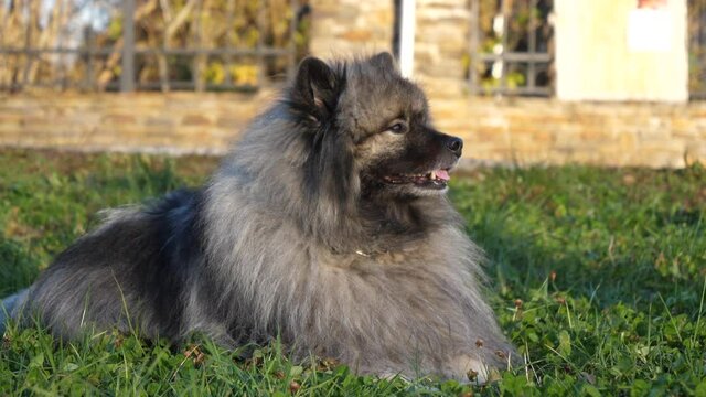 a fluffy keeshond dog with beautiful eyes lies on a green meadow, moves his right ear and turns his head from left to right. after a while the dutch barge dog gets up and run away in slow motion.