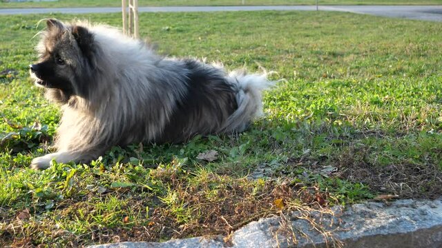 a beautiful keeshond dog does a trick roll on a green meadow and gets a treat while the sun is shining.