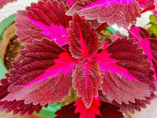 The beautiful coleus blumei plant leaves. the coleus blumei flower growing with beautiful coleus leafs closeup