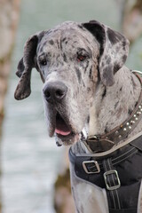 hund