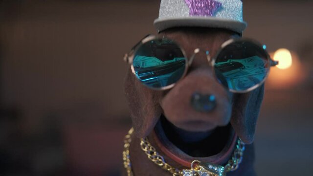 Nodding dog with sunglasses, hat and a gold chain on a table,. Money, drugs and guns lifestyle. Gangster.