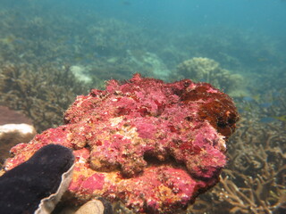 The coralline algae attached on rock at sea bottom